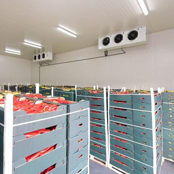 Entrepôt réfrigéré stockant des palettes de poivrons frais sous des unités de refroidissement industrielles montées au plafond.